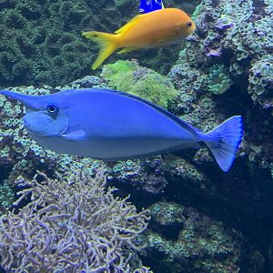 Spotted unicornfish