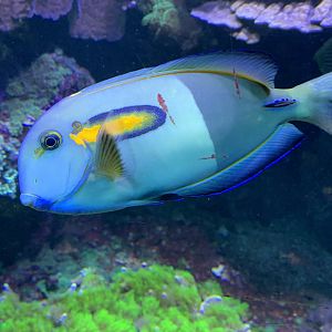 Orange-band surgeonfish