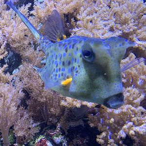 Longhorn boxfish