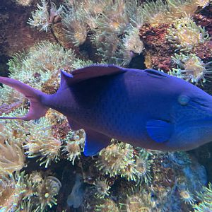 Red-toothed triggerfish