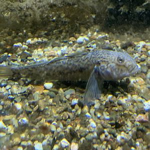 Round goby