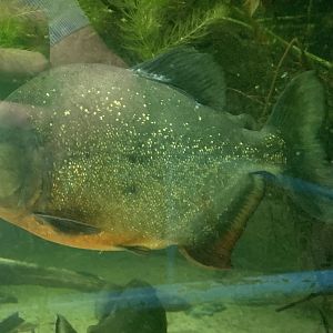 Red-bellied piranha