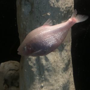 Blind cave tetra