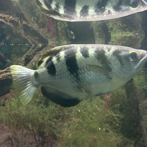 Banded archerfish