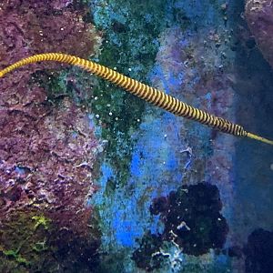 Long-snouted pipefish