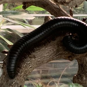 Giant African millipede