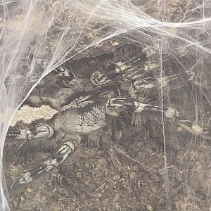 Gooty Sapphire Ornamental Tarantula