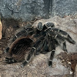 Bahia scarlet tarantula