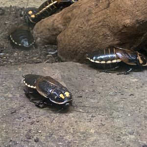 Warty glowspot cockroach