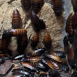 Madagascar hissing cockroaches