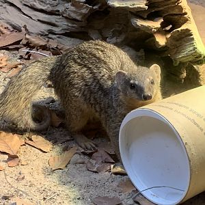 Northern Narrow-striped boky