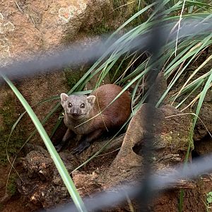 Eastern Ring-tailed vontsira