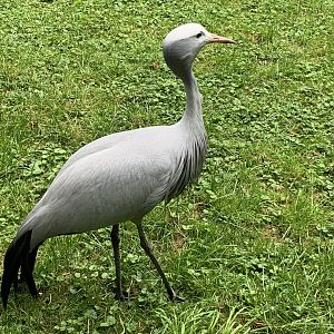 Blue crane