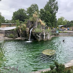 California sea lion pool
