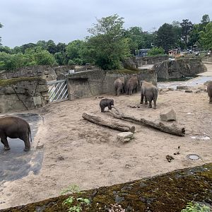Asian elephant exhibit