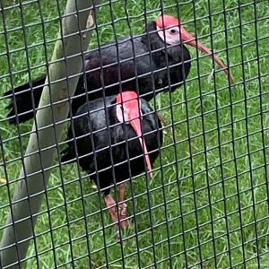 Southern bald ibises