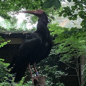 Northern bald ibis