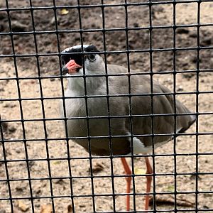 Crowned lapwing