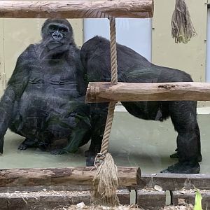 Western lowland gorillas