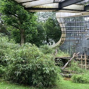 Western lowland gorilla outdoor exhibit
