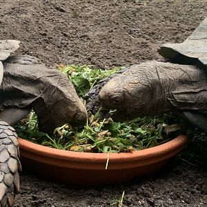 Southern brown tortoises