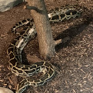 Burmese python