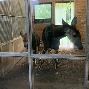 Okapis