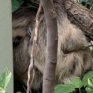 Linnaeus's two-toed sloths