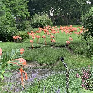 American flamingo