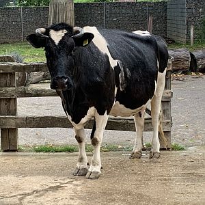 German Black Pied cow