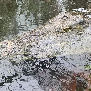 Nile crocodile