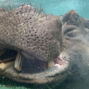 Common hippopotamus