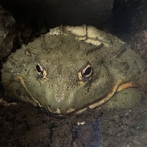 African bullfrog