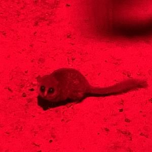 Goodman's mouse lemur