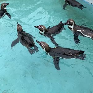 Humboldt penguins
