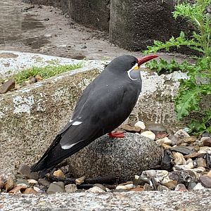 Inca tern