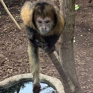 Yellow-breasted capuchin