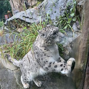 Snow leopard