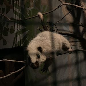 Northern Luzon giant cloud rat