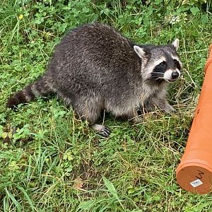 Common raccoon