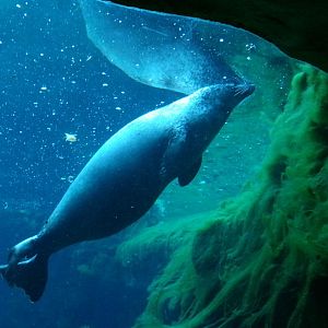 East Atlantic harbour seal