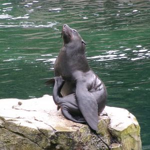 Cape fur seal