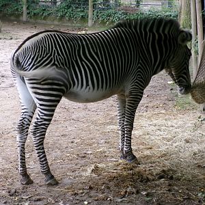 Grévy's zebra