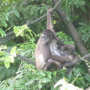 Colombian brown spider monkey