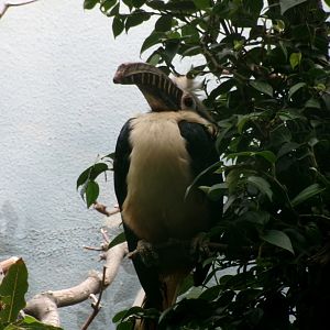 Visayan tarictic hornbill