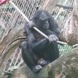 Bonobo
