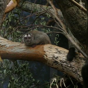 Grey-handed Night Monkey