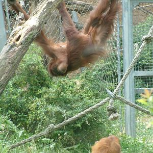 Sumatran orangutans