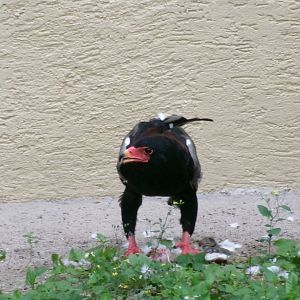 Bateleur