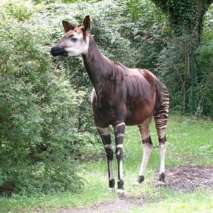 Okapi